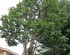 タラヨウの木